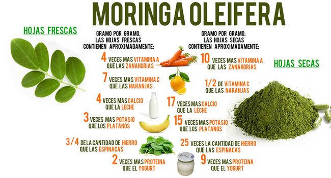 moringa beneficios