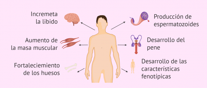 testosterona funciones