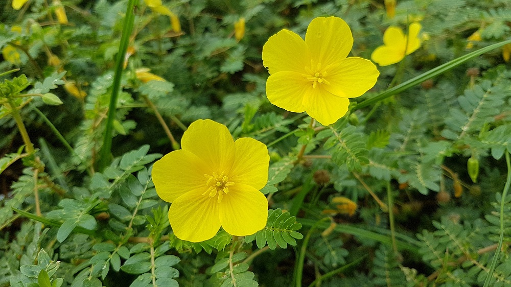 tribulus terrestris opiniones