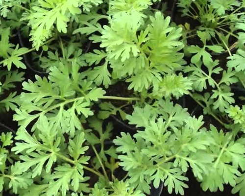 plantas medicinales tóxicas ajenjo