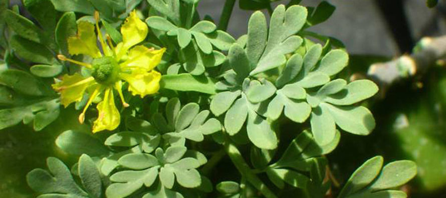plantas medicinales tóxicas ruda