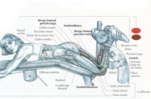 Curl femoral acostado