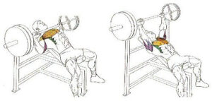 Press inclinado con barra